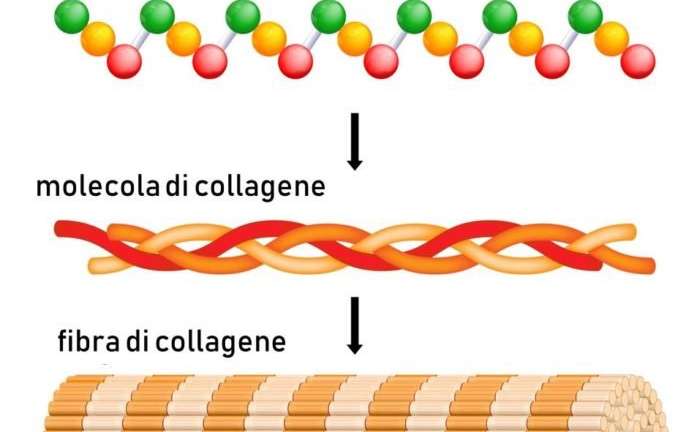 Molecola di Collagene - Spirulina.it